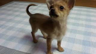 Cute Chorkie Puppy [upl. by Aicul]