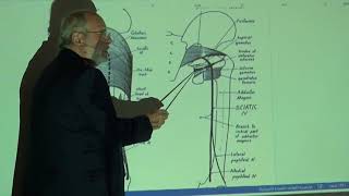 Anatomy of lower limb 48 Sciatic nerve  part 1   by Dr Wahdan [upl. by Melinda]