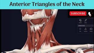 Anterior Triangles of The Neck  Boundaries  Subdivisions  Muscular amp Submental Triangles [upl. by Narrad791]