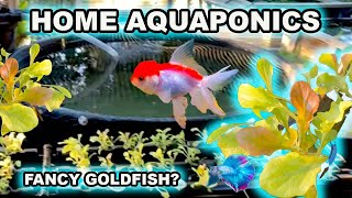 HOME AQUAPONICS SYSTEM WITH FANCY GOLDFISH [upl. by Efren]