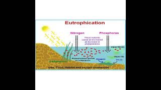 EUTROPHICATION concept 8 EXPLAINED [upl. by Neelloj]