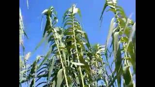 Arundo donax L medicinal plant [upl. by Ras]