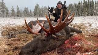 Elgjakt med løshund med Kristoffer Clausen Hunting moose with dogs [upl. by Adnilym]