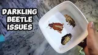 Darkling Beetle Molting Issues  Mealworm Farming Part 3 [upl. by Nafri]