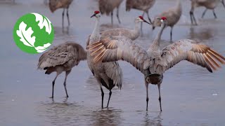 The Great Migration Sandhill Cranes in Nebraska [upl. by Bigelow]