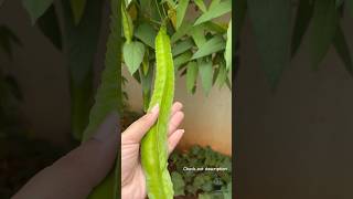 Winged Beans  Siragu avarai from our garden [upl. by Haggerty477]