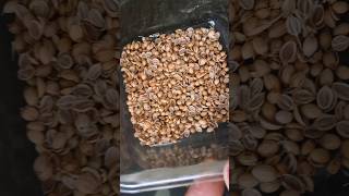 How to grow Dhania coriander at home kitchengardning coriander viralshort trendingshorts [upl. by Herstein]