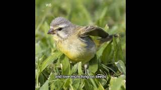 Discover the YellowFronted Canary Natures Melodious Gem [upl. by Theurer]