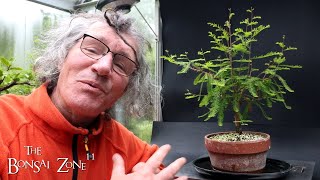 Pruning My Bald Cypress and Ficus benjamina The Bonsai Zone June 2024 [upl. by Rumpf519]