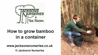 How to Grow Bamboo in Containers [upl. by Yajet]