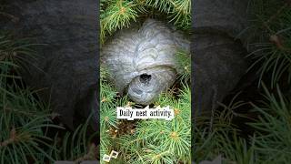 Bald Faced Hornets Daily Nest [upl. by Elroy]