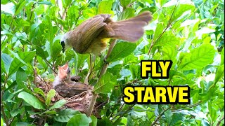 Baby Bird Spreads Wings for First Food Adventure 3 – Young Bulbul Learn Flying From Parents E166 [upl. by Sarge689]