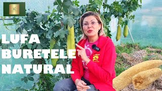 LUFA buretele natural Câteva sfaturi de cultivare și recoltare [upl. by Anale]