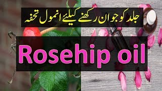 Benefits of Rosehip Oil UrduHindi [upl. by Liane147]