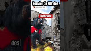 El Imponente Bouvier de Flandes videoshort videosdivertidos datoscuriosos perros aburrido [upl. by Magnus]