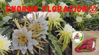 Enorme FLORACIÓN de la pitahaya UNDATUS 😱👉 Segundo canal 👉secretosdelagro5675 🐉 [upl. by Ahsirtap]