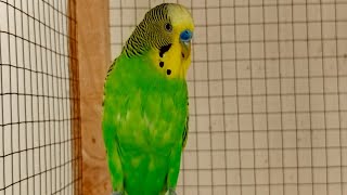 5 HR Budgie sounds For your Sad Budgies and Birds [upl. by Enelyahs53]