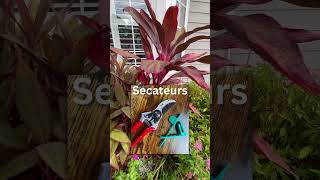 Cordyline Aka Hawaiian Ti redbirdgardeninganddesign [upl. by Mook]