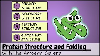 Protein Structure and Folding [upl. by Akimas]