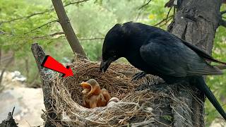 Black drongo bird has a worm stuck in its throat AnimalsandBirds107 [upl. by Bergmann]