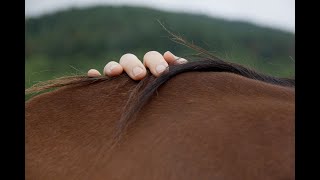 Cavalessence accompagnement de lEtre sur la Voie du Cheval  Présentation [upl. by Eugenius155]