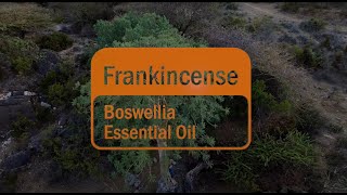 dōTERRA Frankincense Essential Oil  Behind the Bottle [upl. by Busiek]