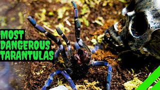 Top 10 Most DANGEROUS Tarantulas [upl. by Derraj]