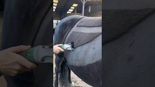 Why These People Trimming Horse Hair 🤯 Satisfying Hair Cutting 😳shorts [upl. by Emmalynne]