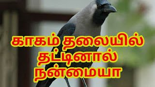 காகம் தலையில் தட்டினால் ஆபத்தா [upl. by Athelstan751]