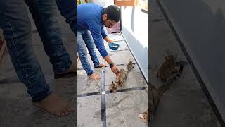 Cats Lover 🐈🥰😽 3Bros Shorts Alhamza eating food viralvideo viralshorts tasty [upl. by Syramad76]