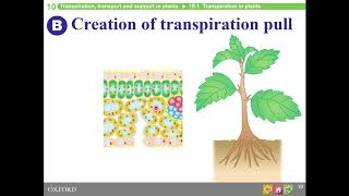 HKDSE Biology  TranspirationTransport and Support in Plants  Part 1 [upl. by Stolzer]