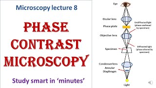 Phase contrast microscope  working principle  Advantages disadvantages  Microscopy lecture 8 [upl. by Lissy]