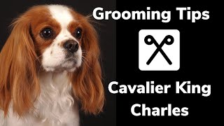 GROOMING tips for a CAVALIER KING CHARLES spaniel How to control shedding and get a flat coat [upl. by Norford]