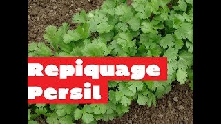 Éclaircir et repiquer au potager  Repiquage persil  Jardin potager [upl. by Bond]