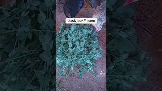 omugaso gwa Black Jack oba ssere mu nkokko enansi visionfarm [upl. by Eoz686]