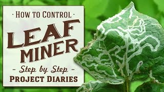 ★ How to Control Leaf Miner A Complete Step by Step Guide [upl. by Edelstein929]