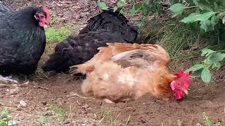 Dust Bathing Free Ranging Chickens [upl. by Armin]