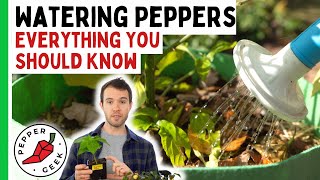 Watering Pepper Plants  When To Water And When Not To  In Depth Guide [upl. by Niowtna706]