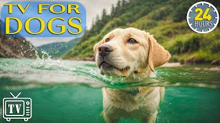 24 Hours of Soothe Dogs Anxiety DOG TV  Anti Anxiety amp Boredom Busting Videos with Music for Dogs [upl. by Aciretal]