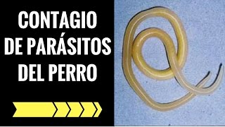 ✅ COMO SE CONTAGIAN LOS PARASITOS DEL PERRO A LAS PERSONAS🛑 [upl. by Anead]