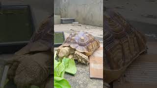 feeding sulcata tortoise juli 2023 shorts [upl. by Hcurob]