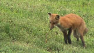 Young red fox explore their environments in Pennsylvania [upl. by Ainomar]