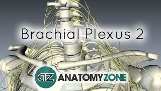 Brachial Plexus  Structure and Location  3D Anatomy Tutorial [upl. by Bust]