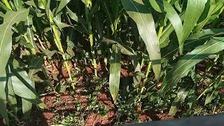 Advanta maize 🌽 PAC  Makai Farming Video farming maize cotton [upl. by Eleen]