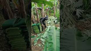 Special uses of Thai banana leaves funfacts [upl. by Airet]