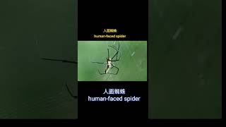 人面蜘蛛 humanfaced spider [upl. by Swithbert377]