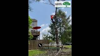 Residential and Commercial Tree Services in Maryland JA Alvarez Landscaping in Maryland [upl. by Jacquetta]