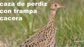 CAZA de perdiz con trampas caceras [upl. by Sandberg]