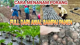 CARA MENANAM PORANG FULL DARI AWAL SAMPAI PANEN ahmadhusain2296 [upl. by Janiuszck]