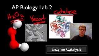 AP Biology Lab 2 Enzyme Catalysis [upl. by Sackman]